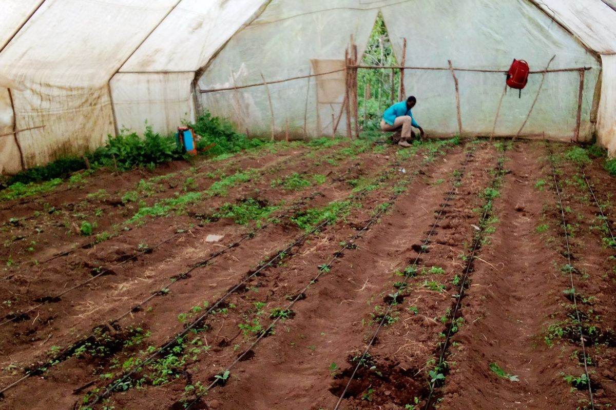 Kathurima Mwongera´s greenhouse project in Gakawa, Kenya.jpg